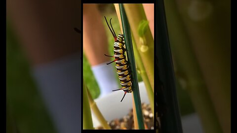 Monarch