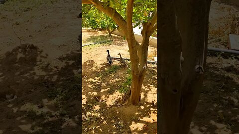 Tunisian Ambience Part 3: A Tale of Two Ducks
