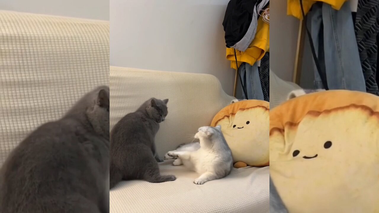 Cute and Funny Cat and Dog Moments 😍😻