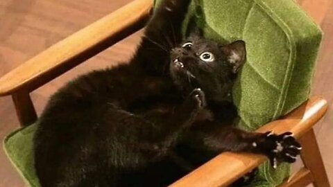 Viral Cat Videos Mix #18 🐈😻