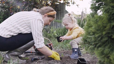 A child helps her mother in planting roses