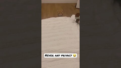 Funny cat video 😂 #cats #shorts #pets #animals #catsofyoutube #funny