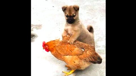 CHICKEN VS DOG...... Funny dog video