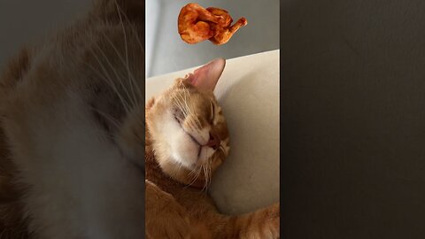 Was he or me hungry？