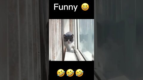 CAT VIDEO