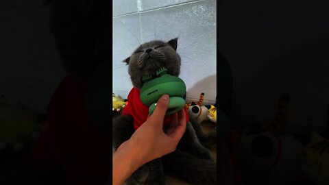 Eita vida difícil 😿😿