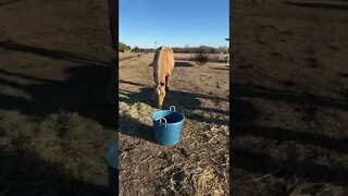 Feeding The Horses Early In The Morning - Happy Sunday From Texas #shorts