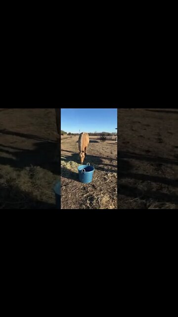 Feeding The Horses Early In The Morning - Happy Sunday From Texas #shorts