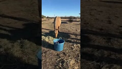 Feeding The Horses Early In The Morning - Happy Sunday From Texas #shorts