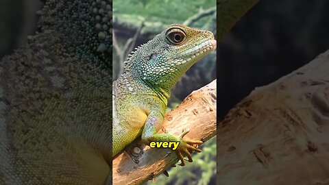 How many lizards?