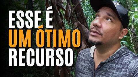 BANANEIRA: UM ÓTIMO RECURSO PARA A SOBREVIVÊNCIA!