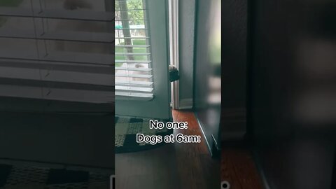 NO ONE: DOGS AT 6AM...#SHORTS