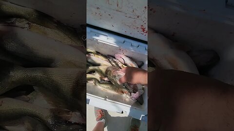 Absolutely insane morning 7 man limit and a few for the captain! Fast and furious! Lake Erie Eyes!