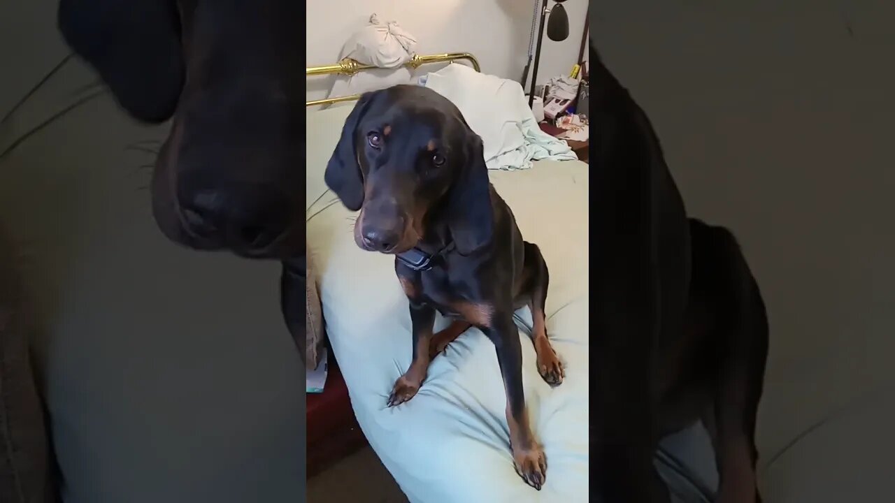 black and tan miss may 🐕