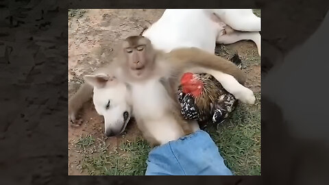 Best Unusual Video & Memes Compilation #95 ylyl 2024