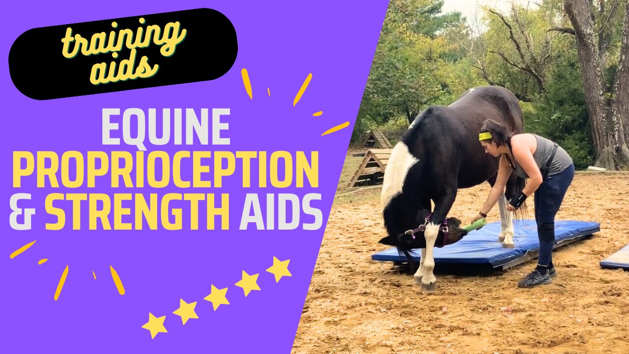 Equine Proprioception & Strength Aids