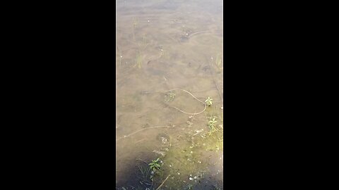 Blue gill frenzy