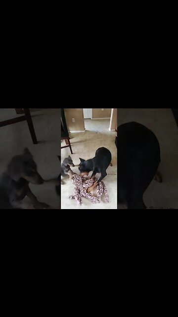 WHO WILL WIN? 🤯🐕🐙 2 Dobermans vs Octopus! #dobermanpinscher #Octopus #doberman #dobermanpuppy