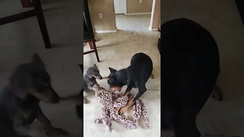WHO WILL WIN? 🤯🐕🐙 2 Dobermans vs Octopus! #dobermanpinscher #Octopus #doberman #dobermanpuppy
