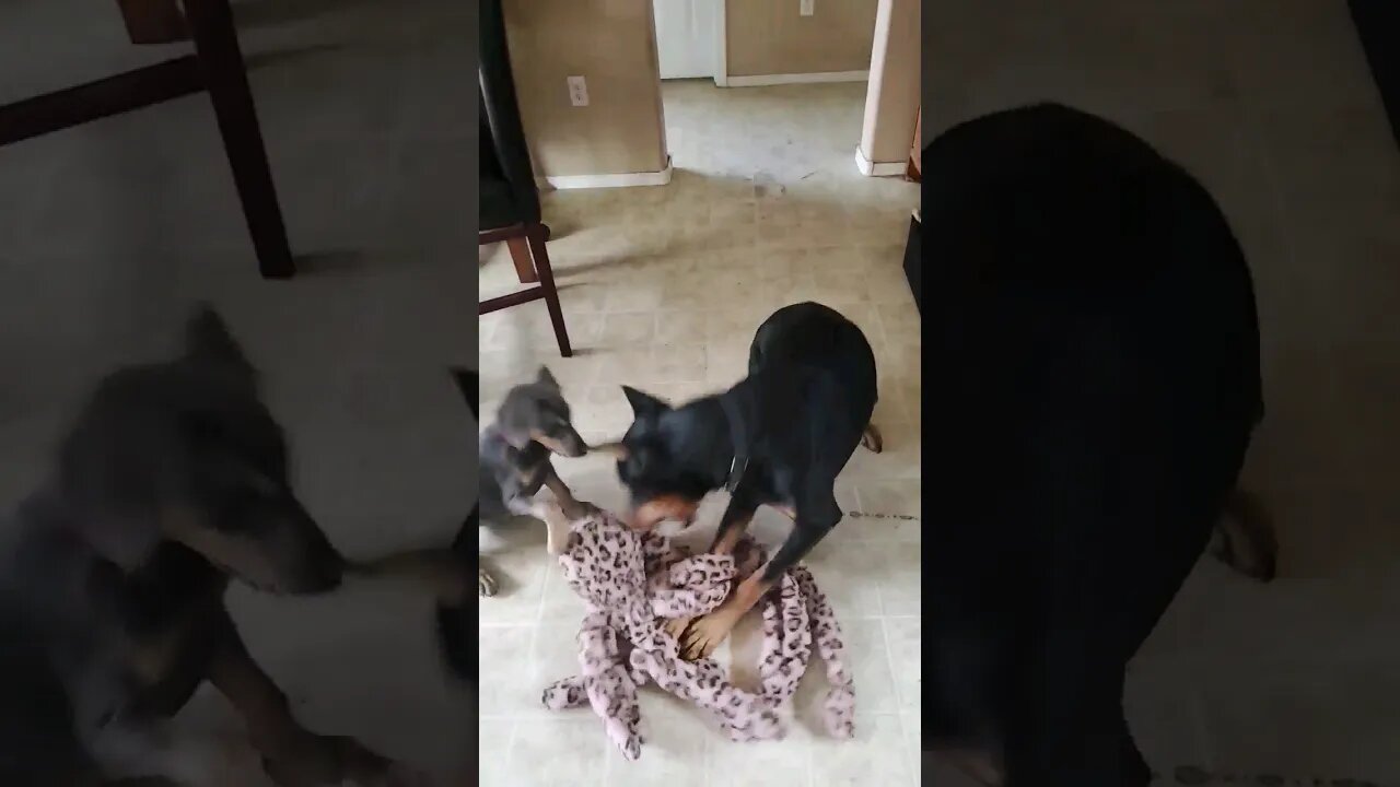 WHO WILL WIN? 🤯🐕🐙 2 Dobermans vs Octopus! #dobermanpinscher #Octopus #doberman #dobermanpuppy