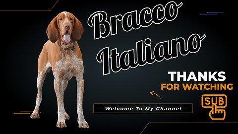 Bracco Italiano Dog Breed: Everything You Need to Know
