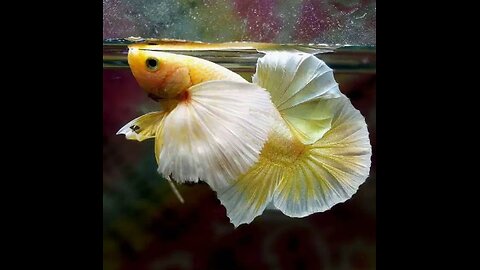 Bettas Dumbo Ear Collection