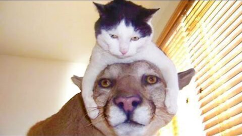 Super Funny Cats Hard To Hold Back The Laughter Cat Complication