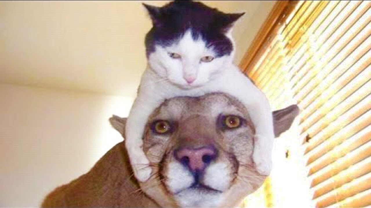 Super Funny Cats Hard To Hold Back The Laughter Cat Complication