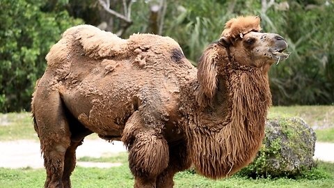 "The Resilient Camel: Survivor of the Desert"