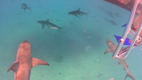 Bimini Island, Bahamas - Sharks 10-27-2024