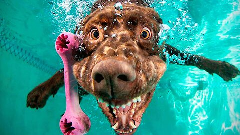 Most Hilarious Videos Compilation | animals