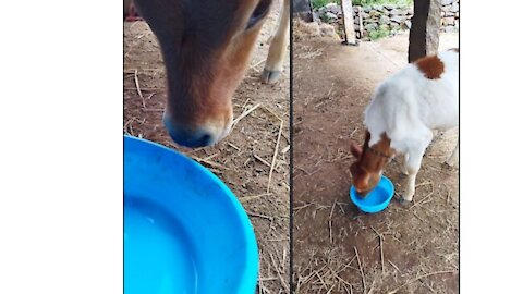 baby calf very happy taking first watering