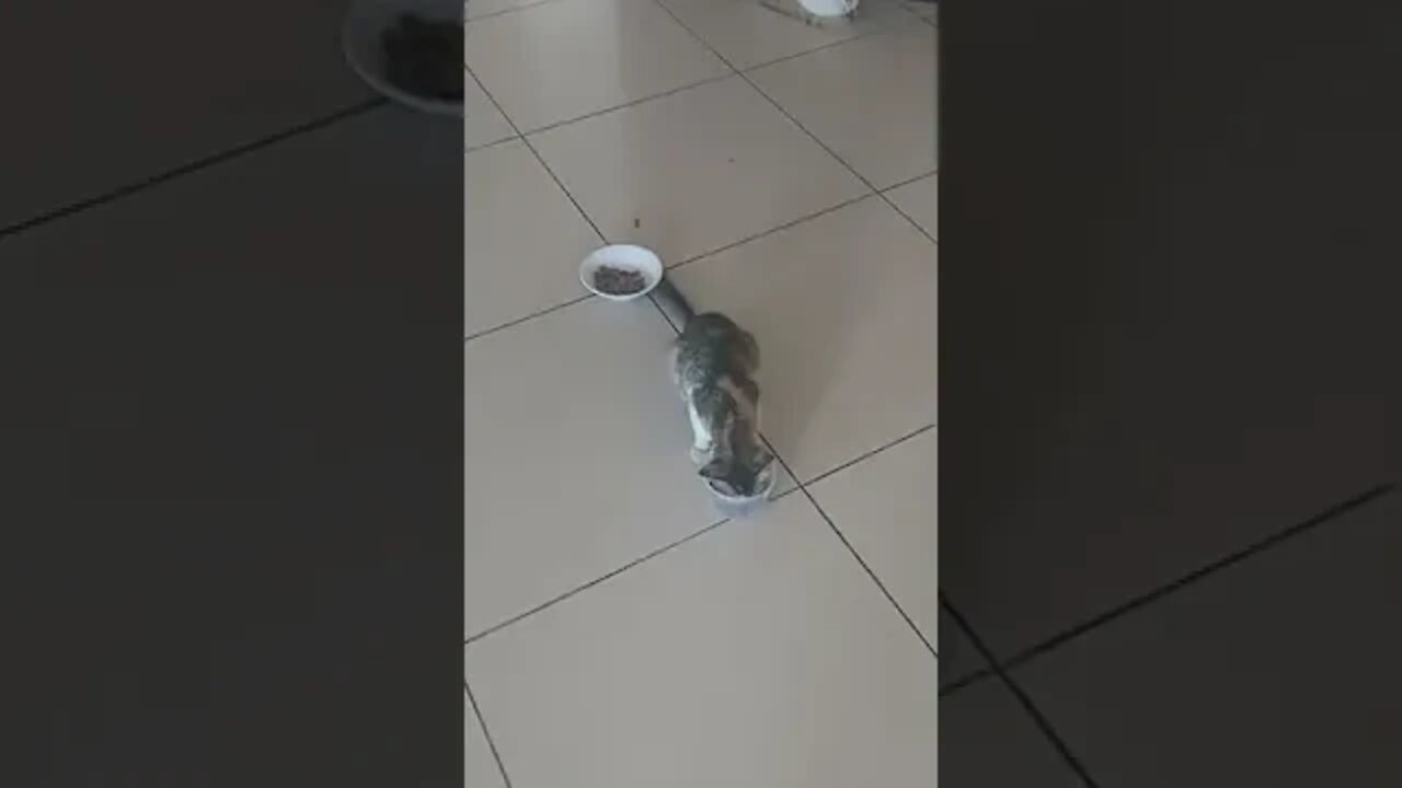 Couple of 🐈⬛ 🐈⬛ 🐈 🐱 🐈 🐈 🐈 🐈⬛ 🐱 🐈⬛ 🐈⬛ 🐱 🐱 cats were eating food