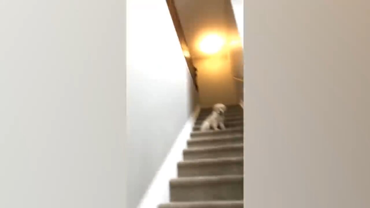 Very funny dog u like it