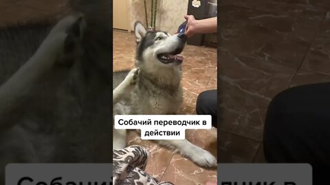 #shorts Смешные Собаки Из Тик Тока 126 Funny Dogs From Tiktok