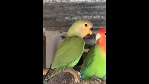 Taming a bird #Fisher _ Fischer #birds love _ #WorldBirds9 🐦