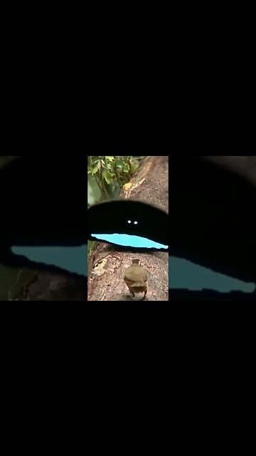 The Bird of Paradise Dance