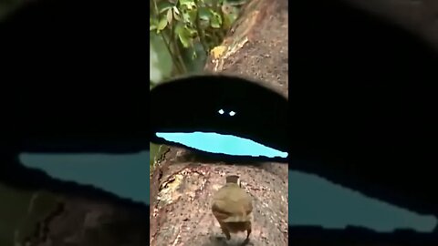 The Bird of Paradise Dance
