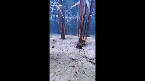 Amazing underwater view