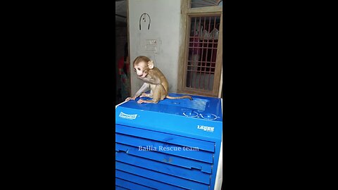 sweet eat baby monkey