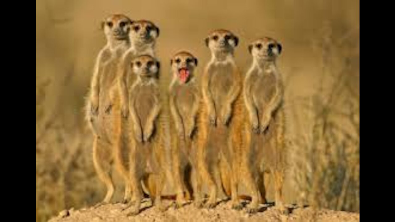 Funny Moments with Animals 😂#animal