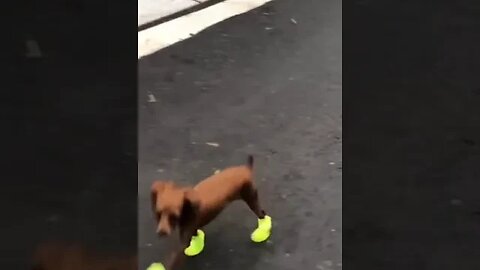 Dog wear sneakers #funnyvideo #petvideos