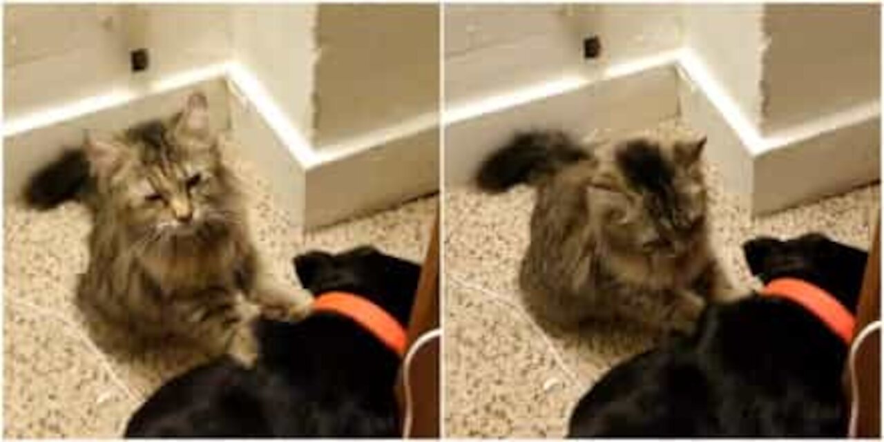 Il gatto massaggiatore è anche un grande amico