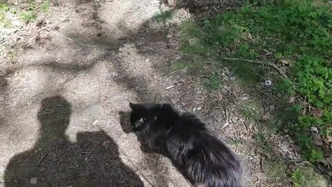 The cat Milla in the forest for the first time in decades.