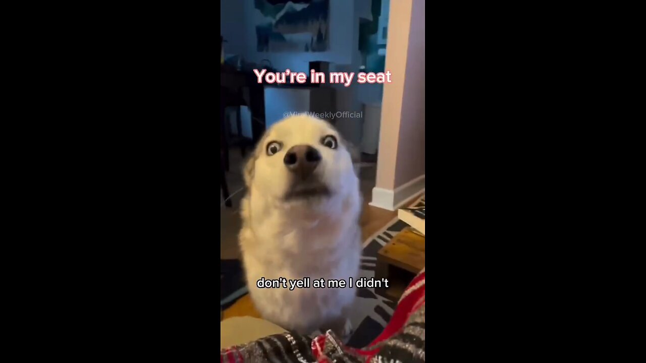 Huskies = Drama Queens