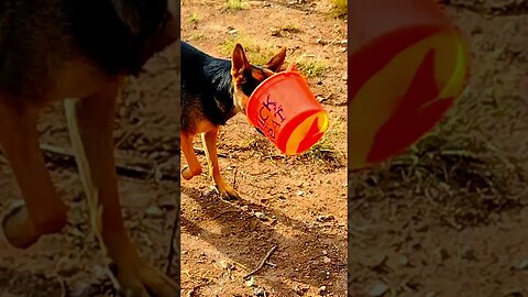 Halloween Bucket Speaks #halloween #shorts
