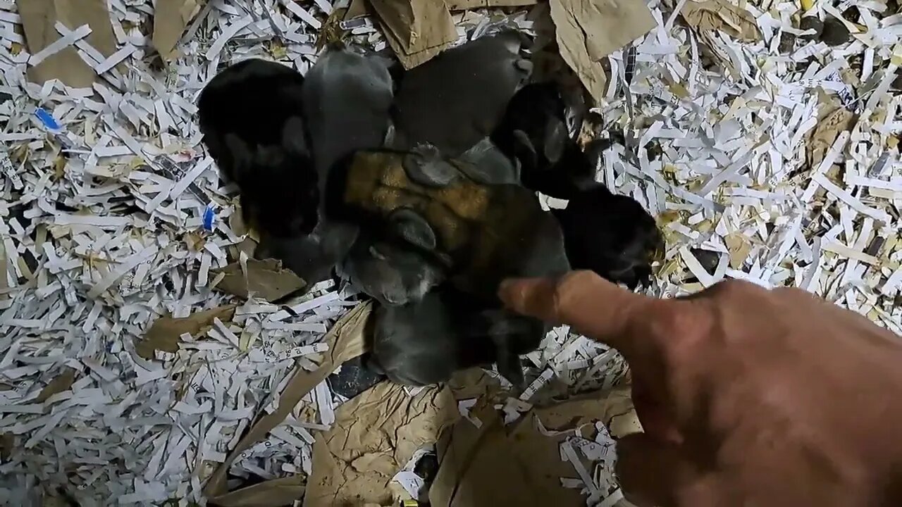 BLUE VIENNA BABY RABBITS KITS 8 DAYS OLD Blue Black Agouti size difference Konijntjes dagen konijnen