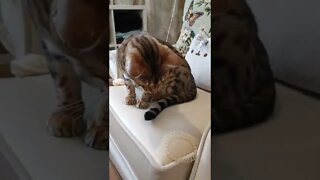 Cat temptation... #bengalcat #catlover #hairband