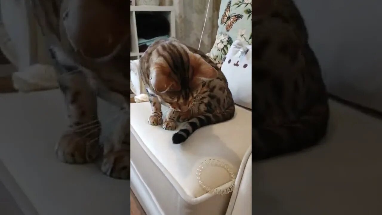 Cat temptation... #bengalcat #catlover #hairband
