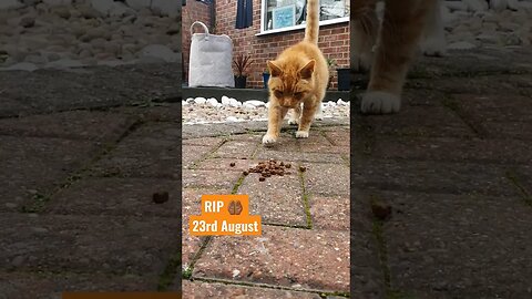 RIP Neighbour's Cat.. 🤲🏾😭🪦 #shorts #cat #death #sad